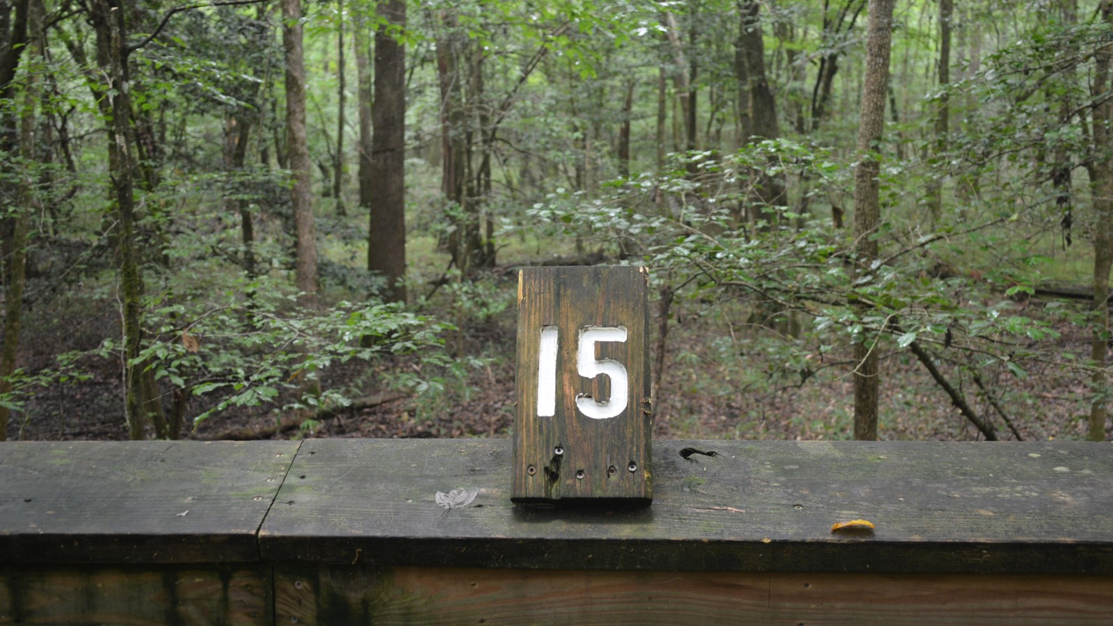 Wooden #15 atop railing. Dense forest beyond.