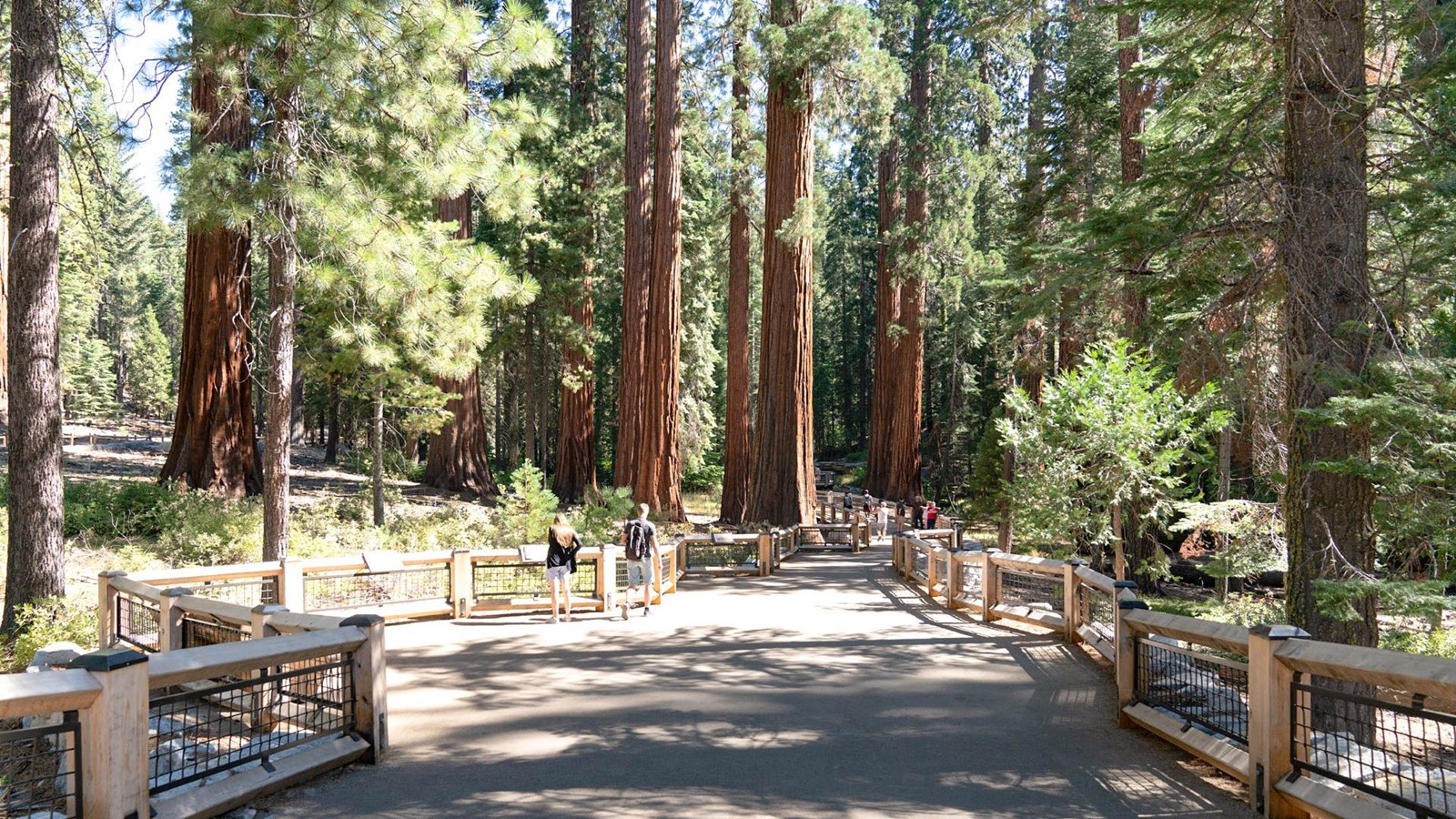 Fence lined path in grove with sequoia trees in view