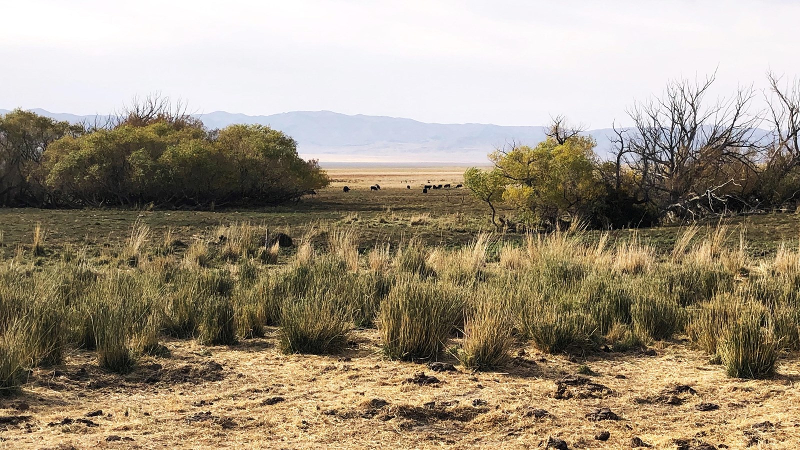 Brown, grazed meadow with willows, cattle, and hazy blue mountains under gray sky.