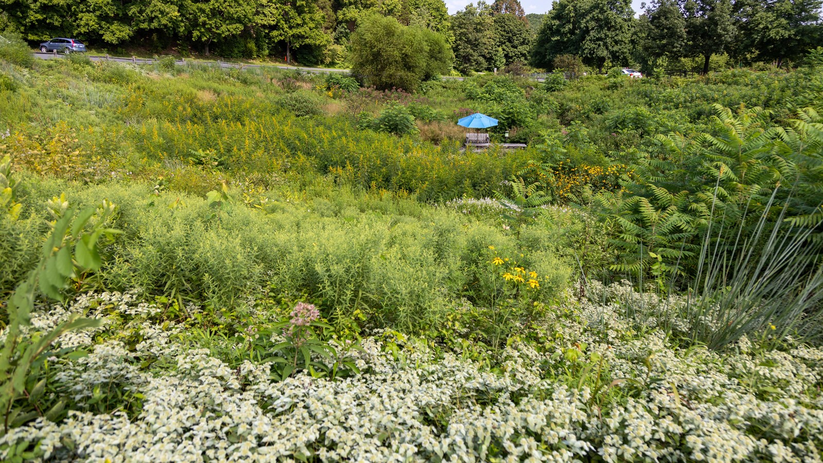 Grasses and plants grow up out of a bowl area with a picnic area in the middle