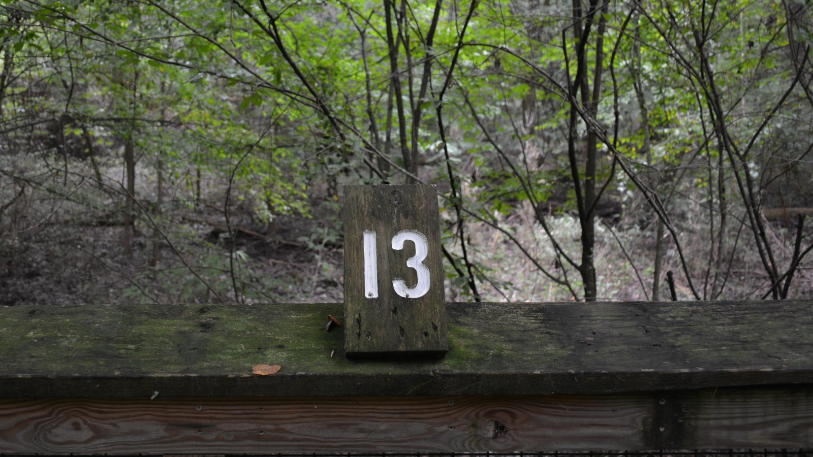 Wooden #13 atop railing. Dense forest beyond.