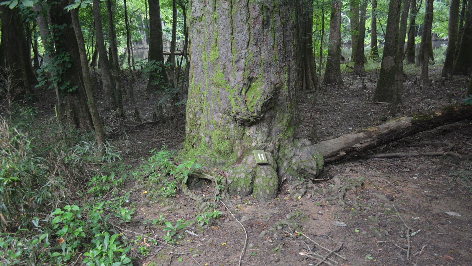 Wooden #11 next to very large pine tree