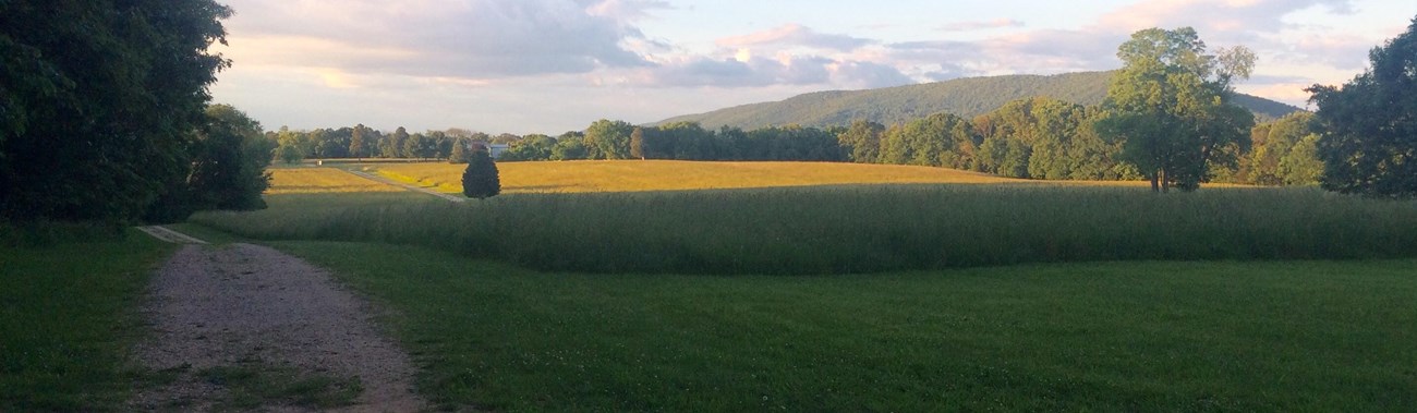 Scene of a farm field with trees and a lane to the left. 