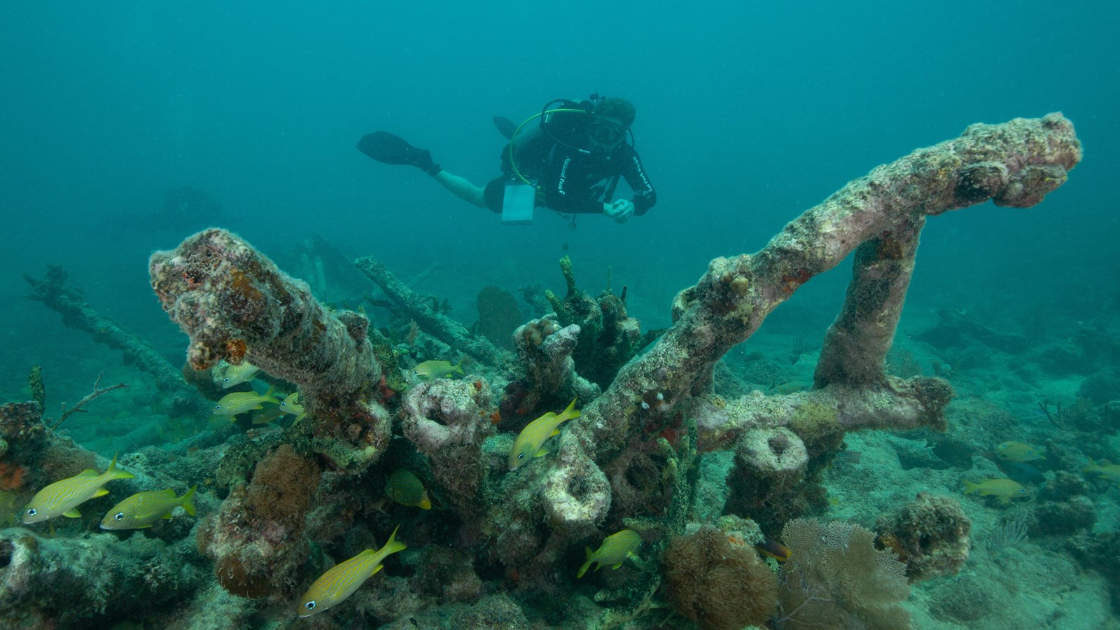 SCUBA diver floating above a shipwreck nestled on the sandy sea floor 