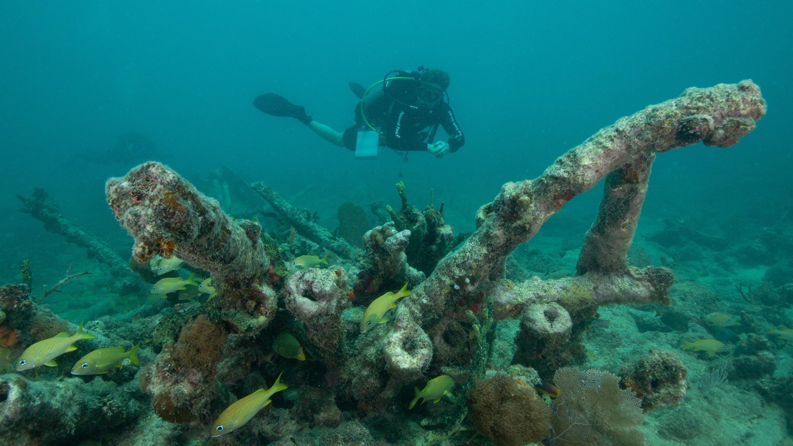SCUBA diver floating above a shipwreck nestled on the sandy sea floor