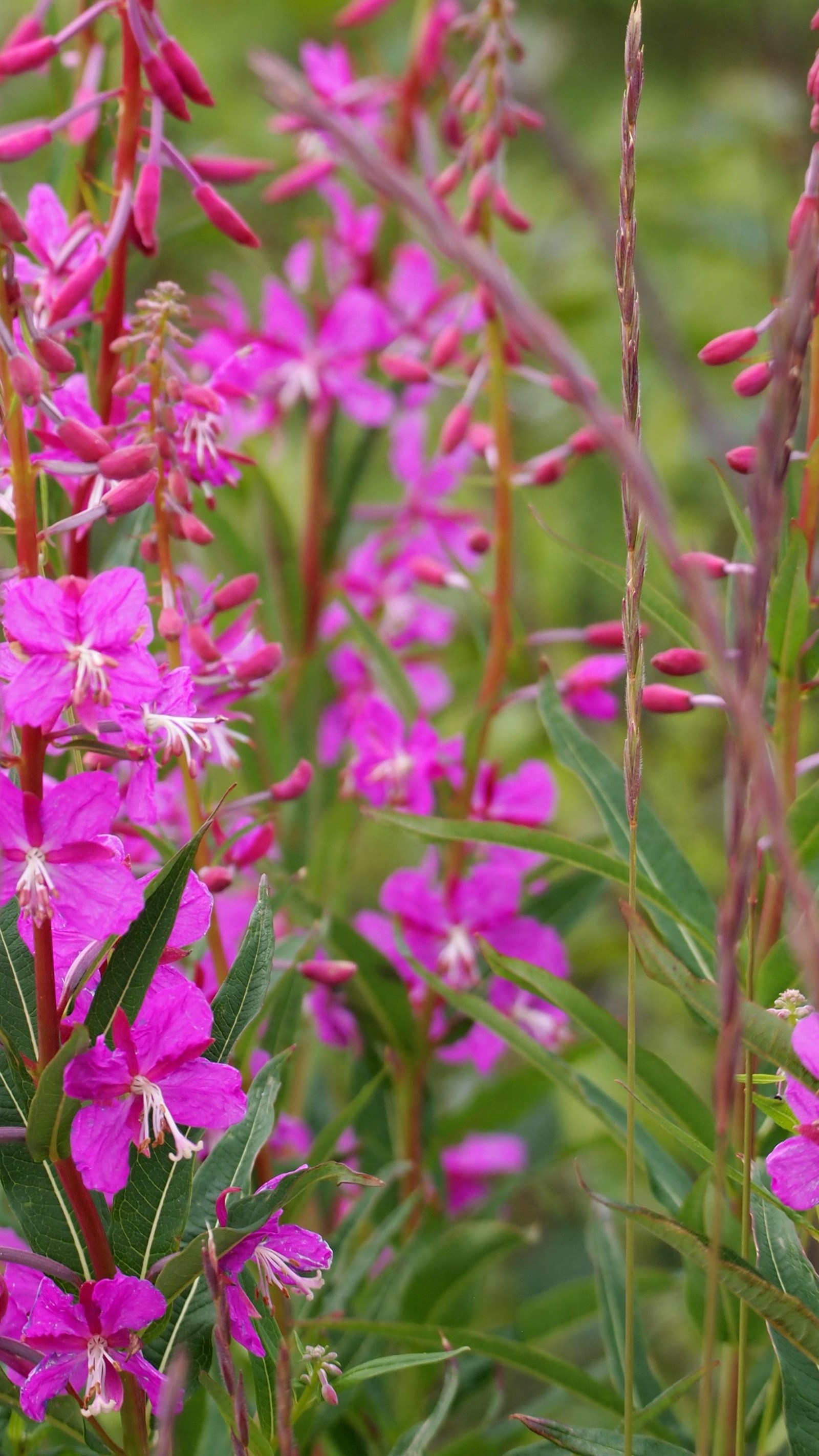 Purple pink flowers go up a green stemmed plant