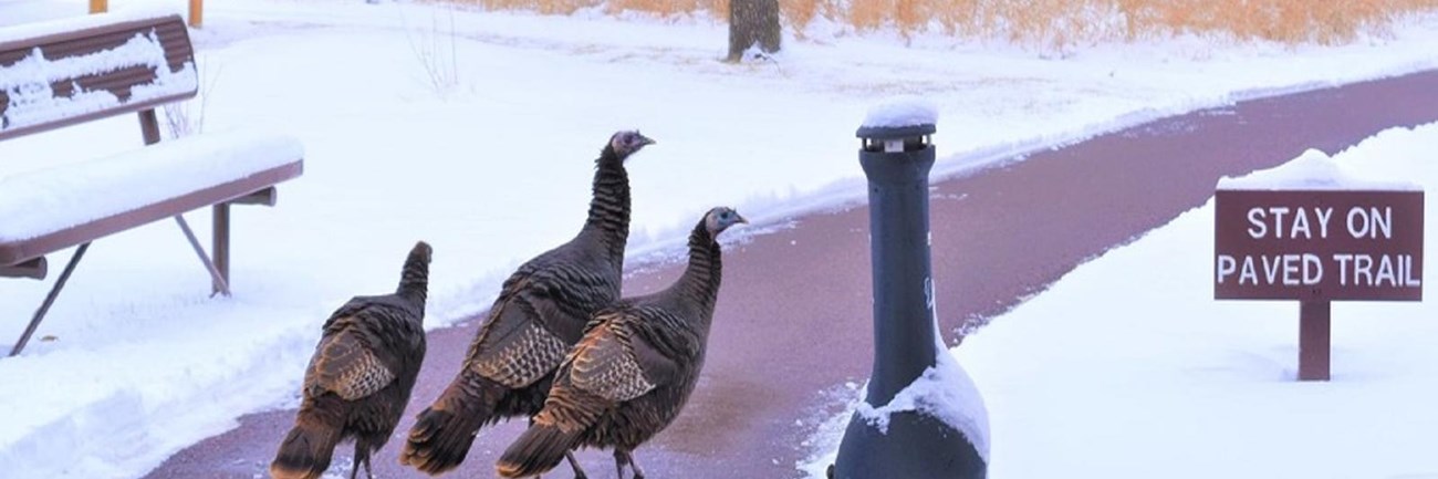 Three turkeys on a path