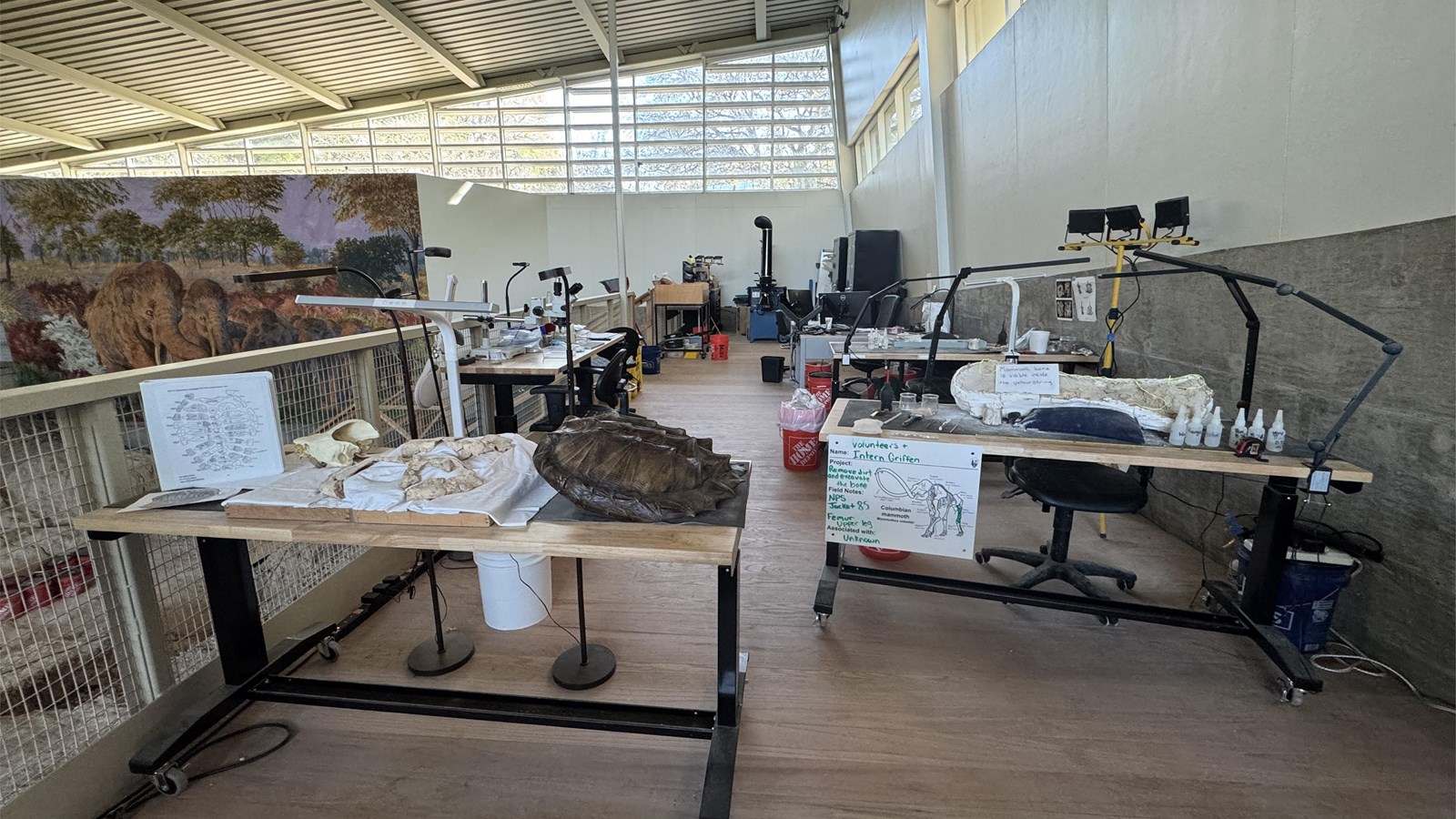 Several tables holding large white and brown fossils and scientific equipment