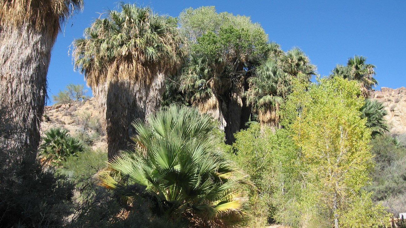 Cottonwood trees and California fan palms