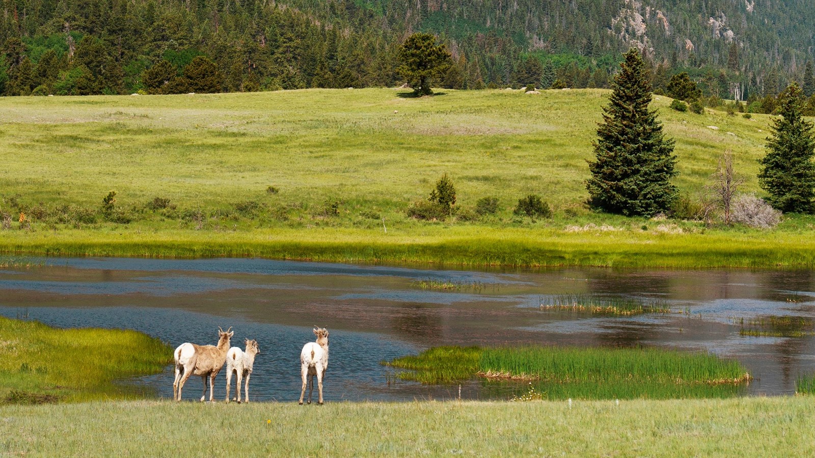 sheep at sheep lakes