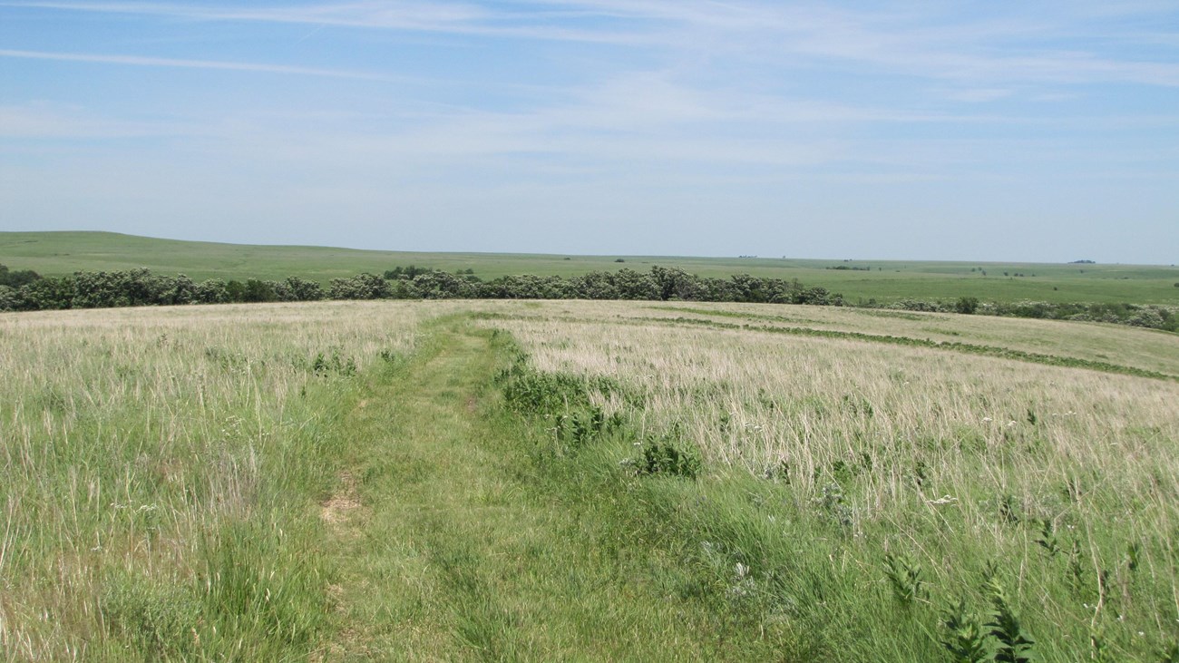 A mown trail cuts through waste high grasssloping down to a line of trees.