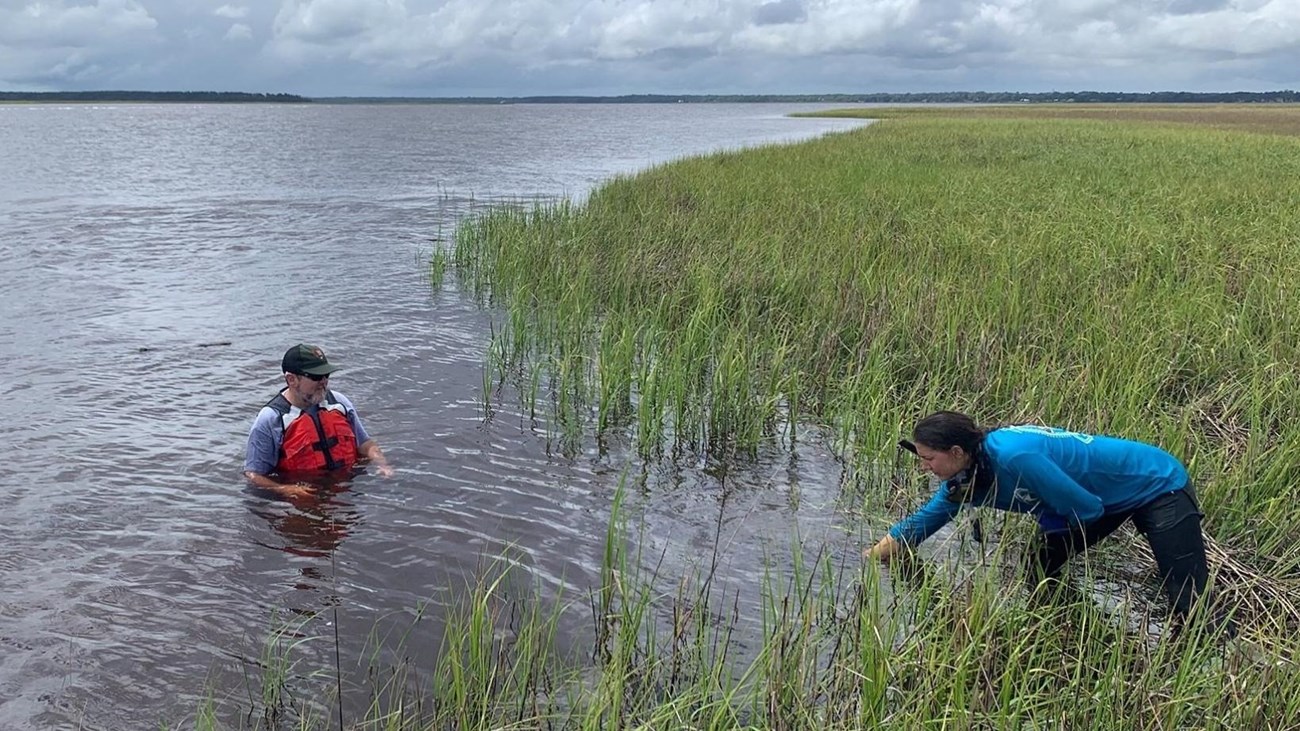two people taking samples in marsh