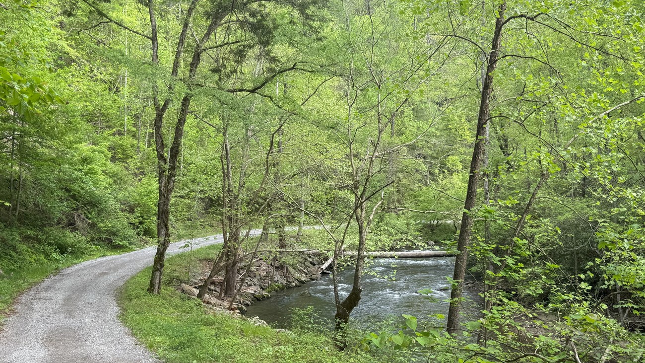 Gravel path curves to the right with tree canopy along a stream.