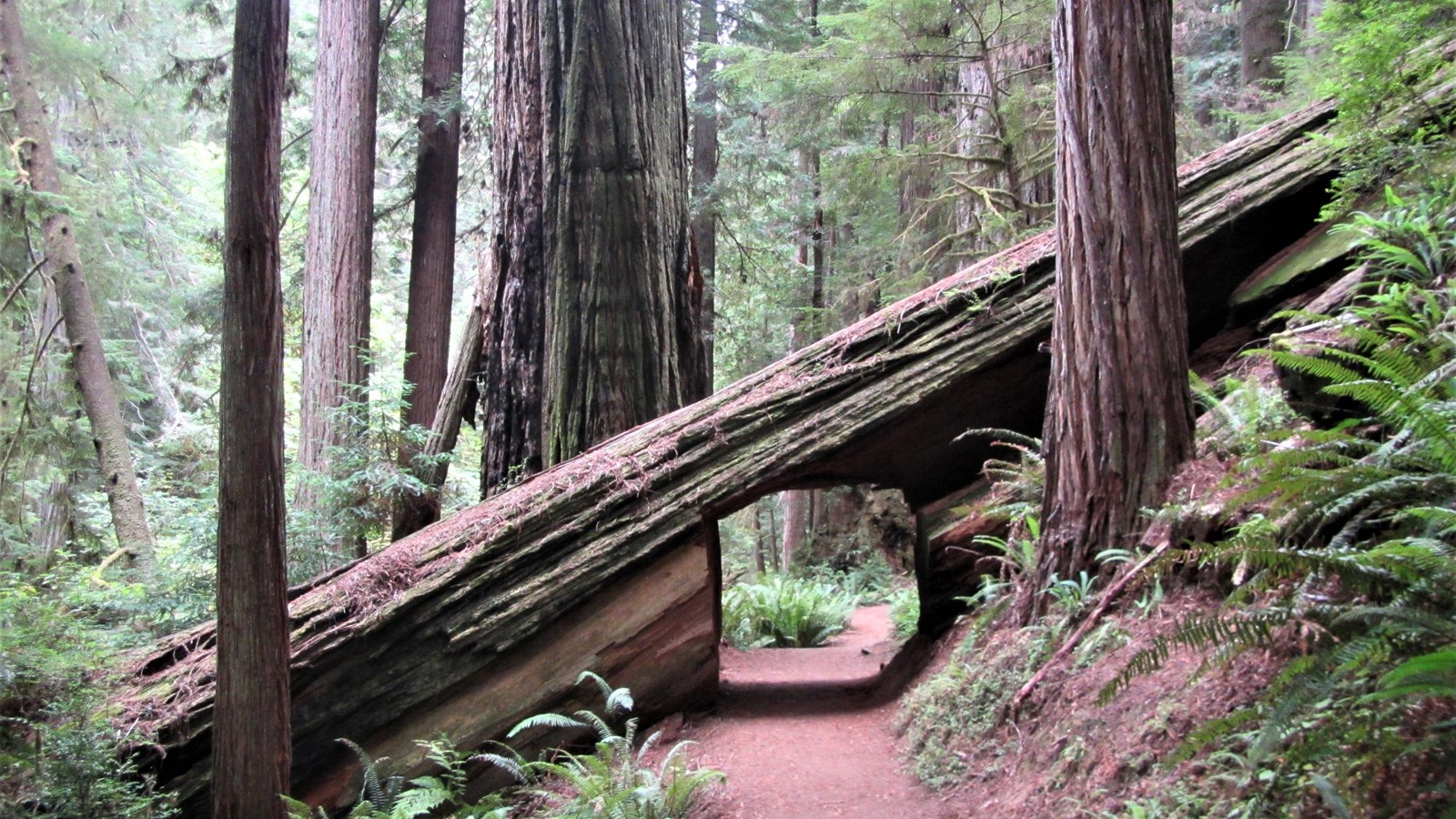 A large redwood lies on a slope. It is cut so a trail passes underneath it.