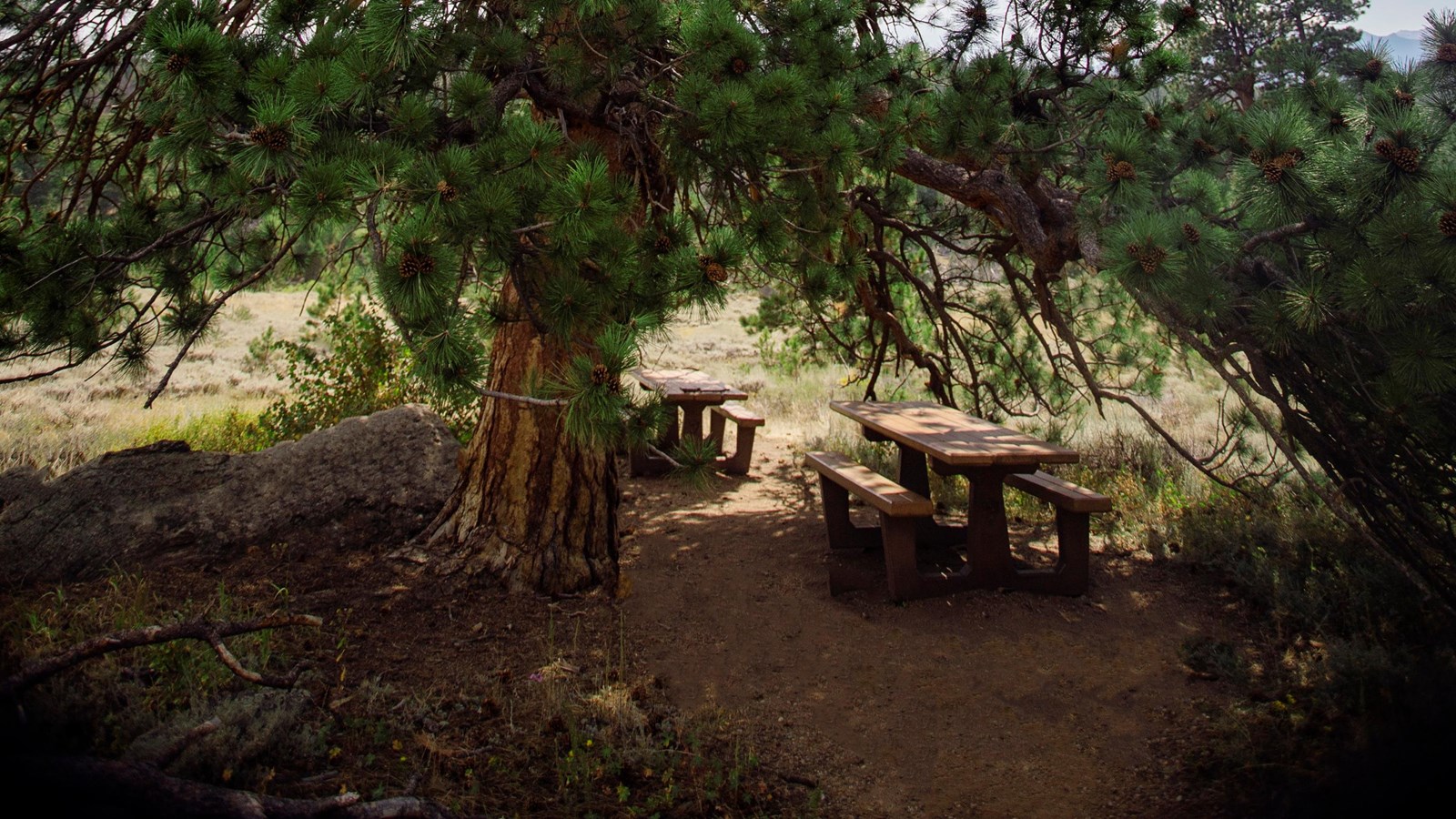a picnic table under a bent tree