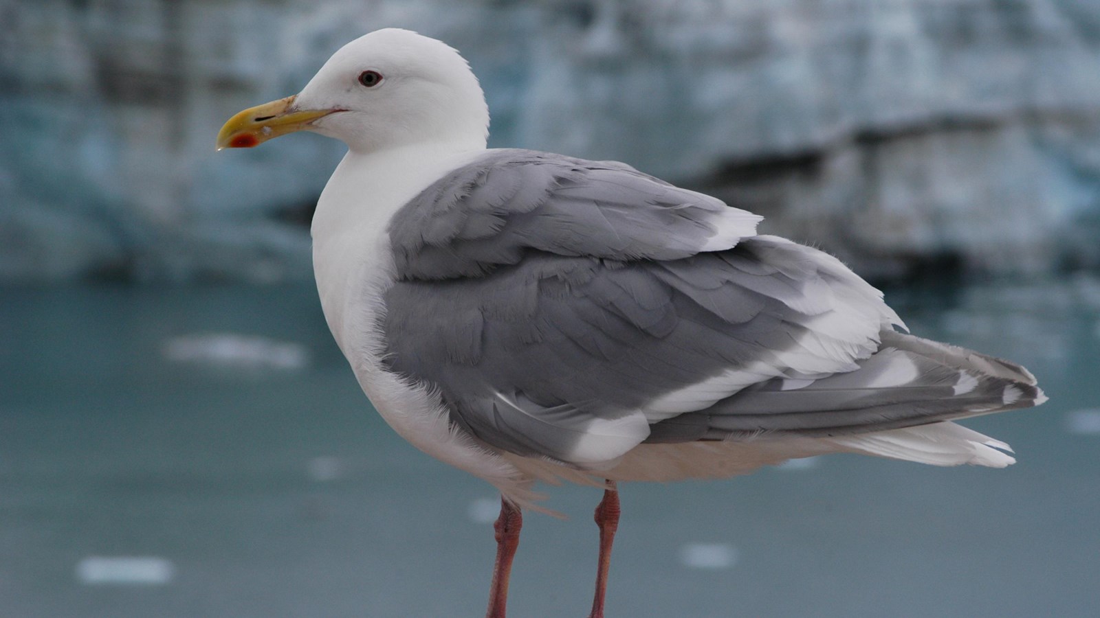 A side view of a glaucous winged gull