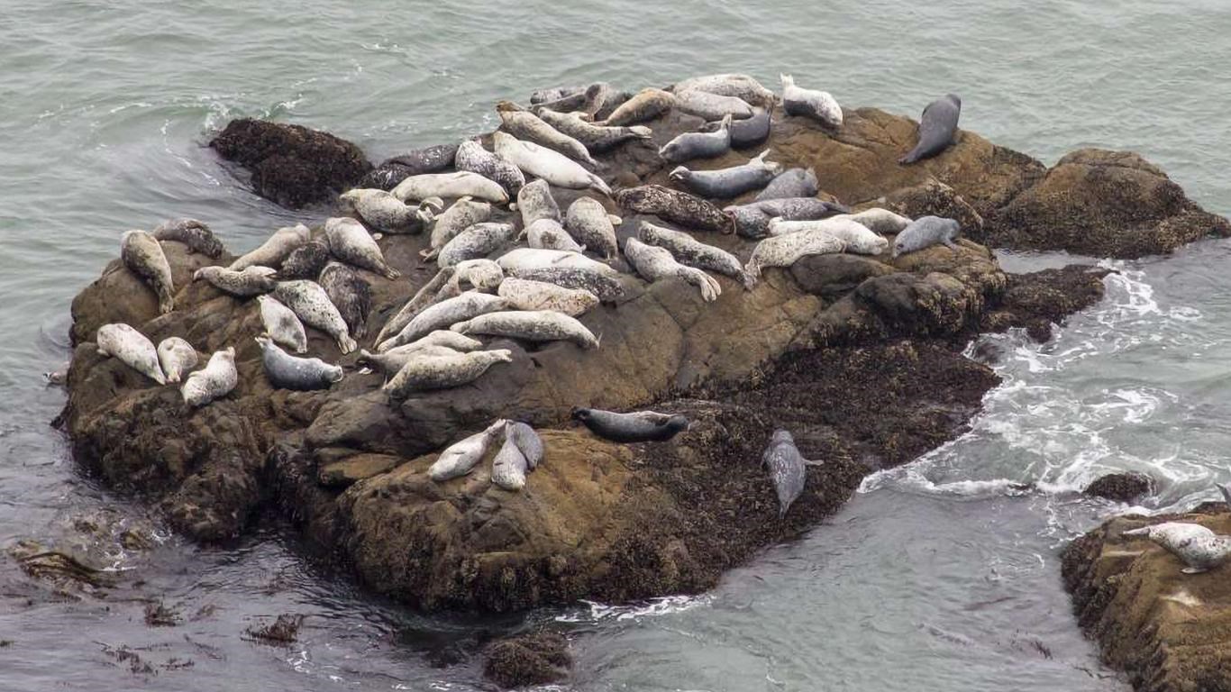 Harbor seals resting on a rock surrounded by ocean water.