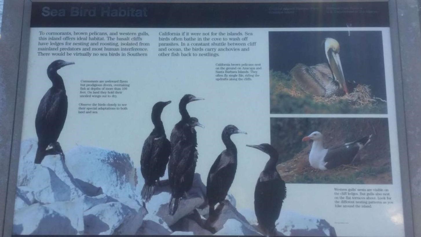graphic sign with group of seabirds on rocks and nests