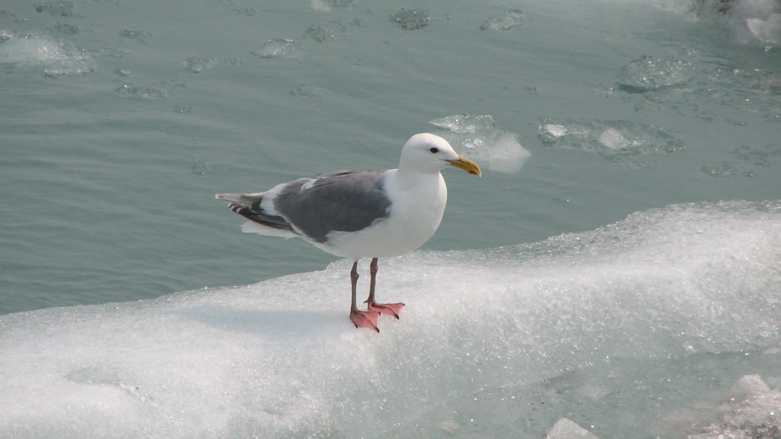 glaucous-winged gull perched on a floating chunk of ice