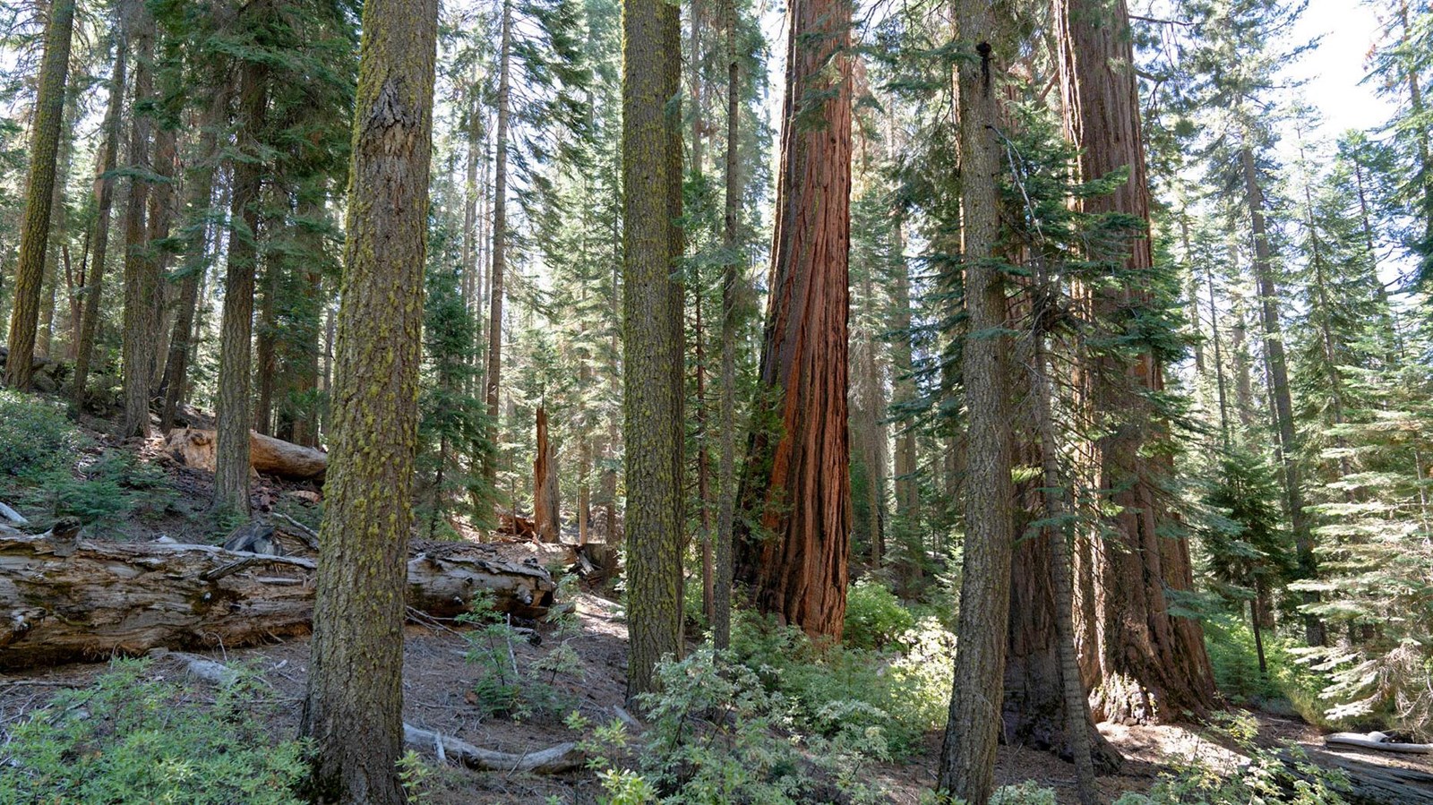 Young sequoia trees in forest