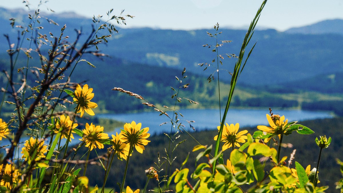Wildflowers with a lake in the background.