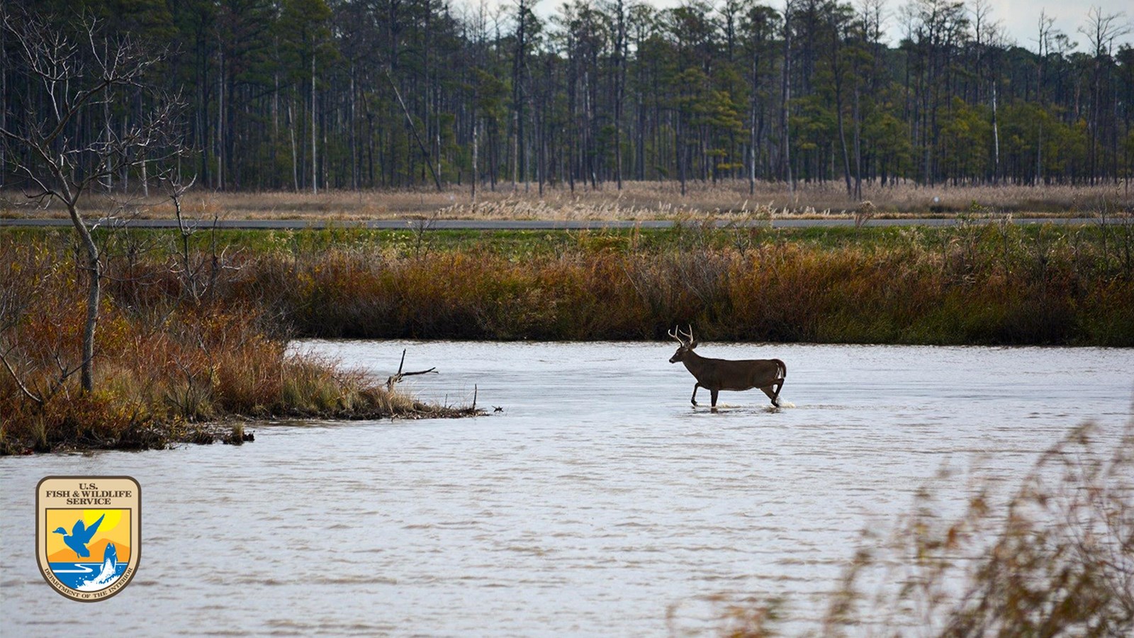 A deer wading through a shallow body of water surrounded by grasses and a line of trees.
