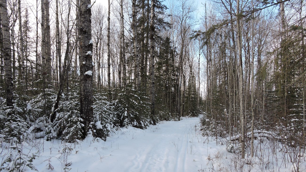 A snow covered path through the forest with ski tracks.