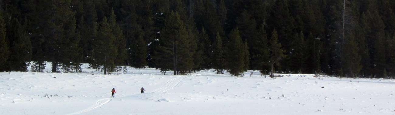 Two skiers skiing toward a forested section of Fawn Pass Ski Trail.