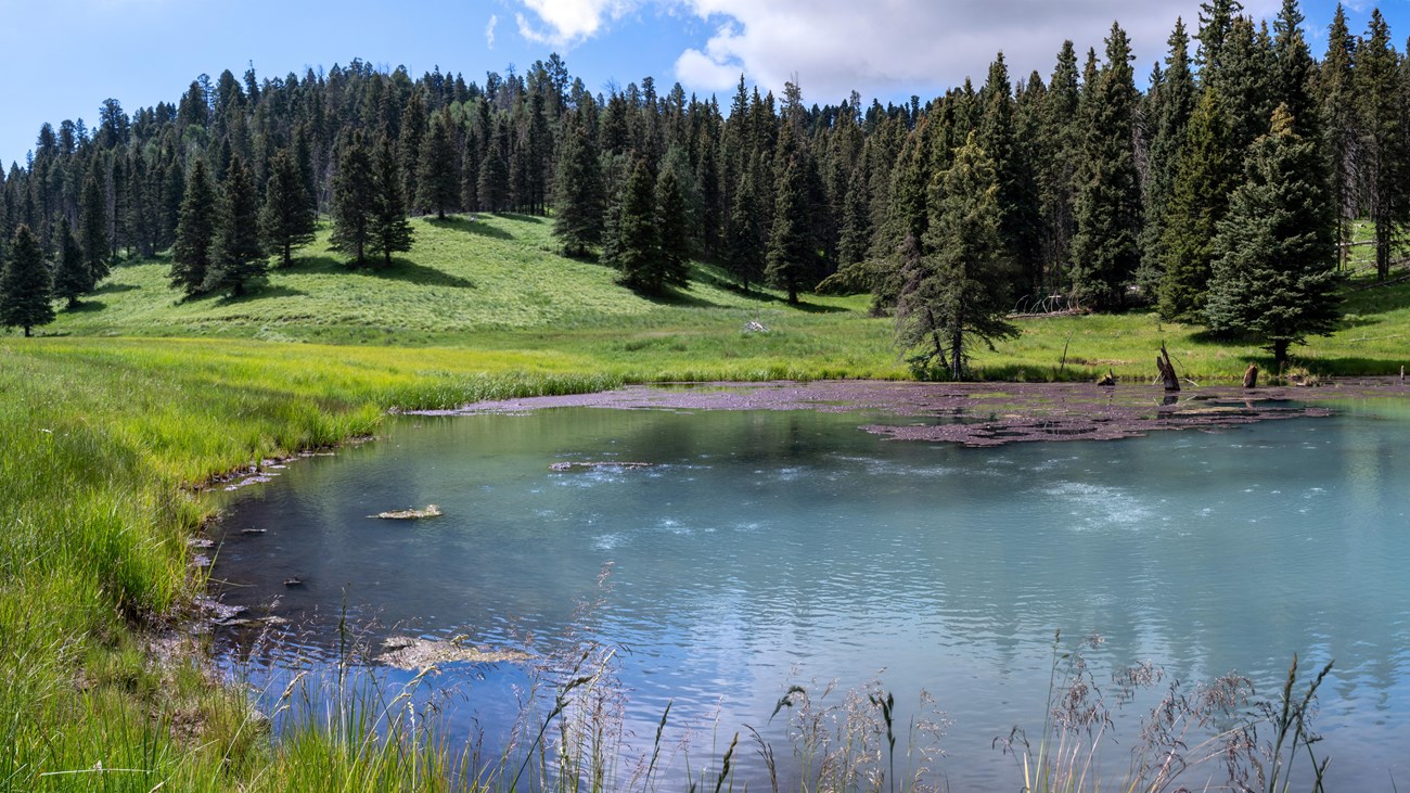 A vivid blue pond surrounded by lush grasses and evergreen trees.