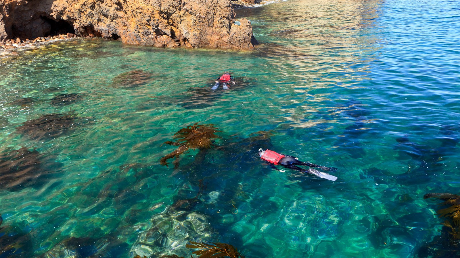 two snorkelers in ocean swimming near kelp.