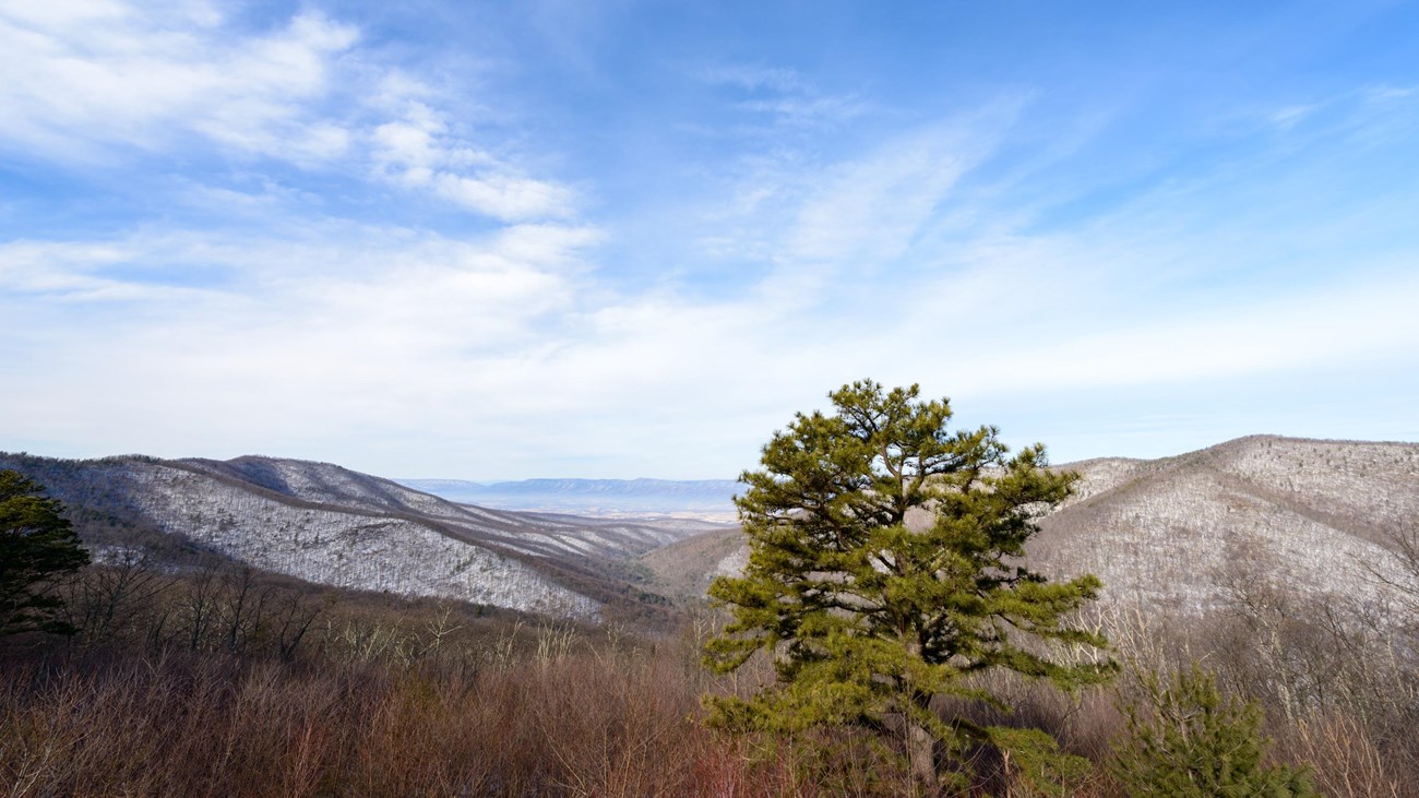 A mountain dusted with snow is seen in the background of a pine tree from an overlook.
