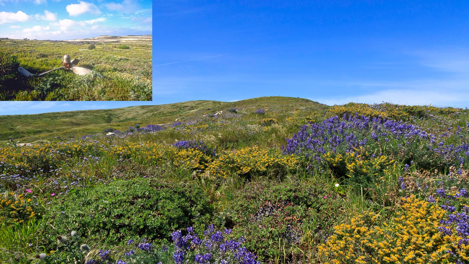 Green grass and flowers rising to low peak. Material from plane wreck including propeller.