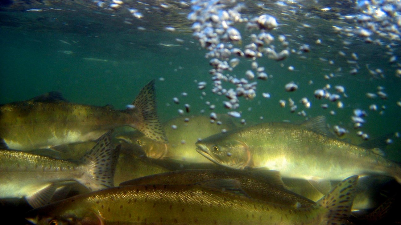 Underwater photo of many silver salmon