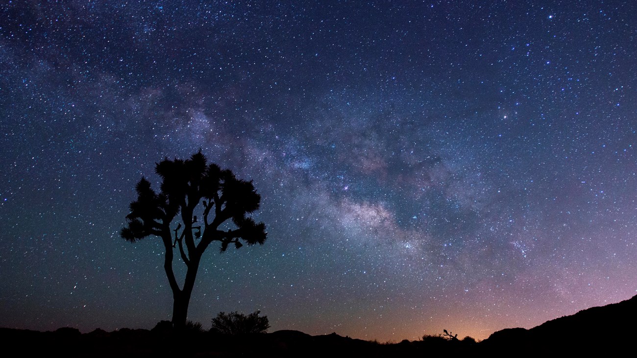 Milly way over a Joshua Tree