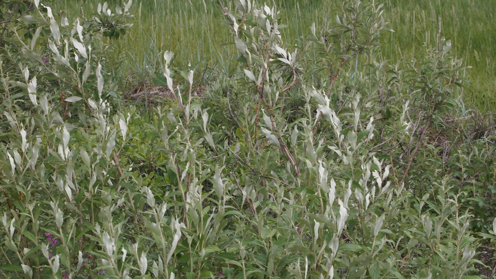 Leaves and branches of the Feltleaf Willow