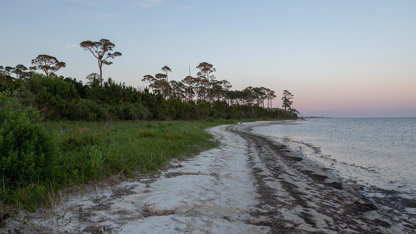 Shore line of Naval Live Oaks