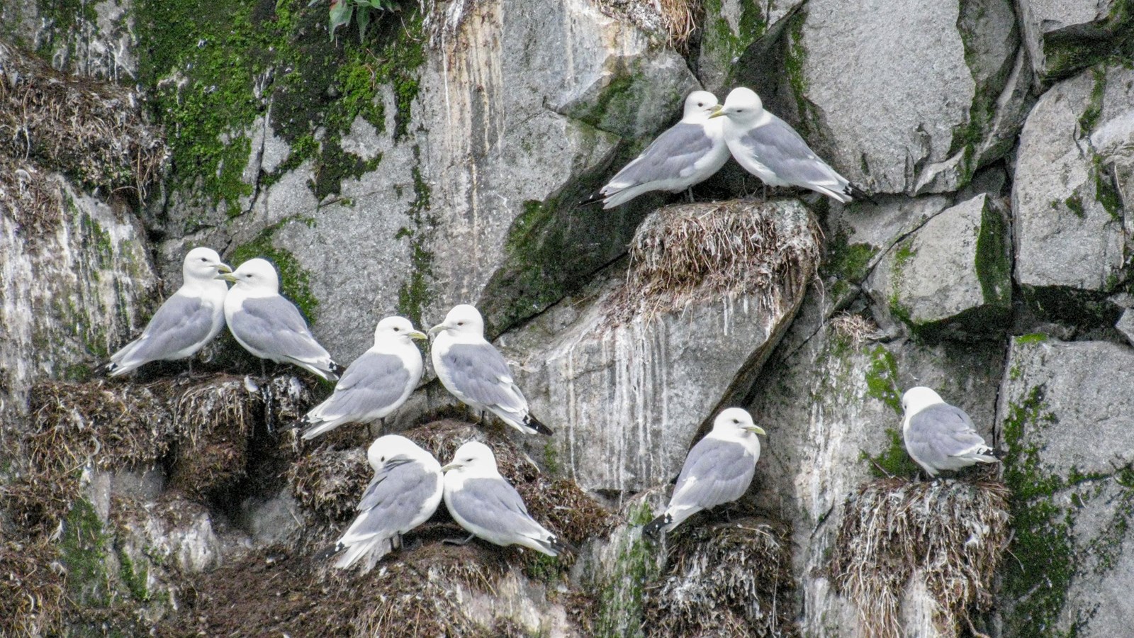 Several black-legged kittiwakes on cliffside nests. Many pairs face each other face on.