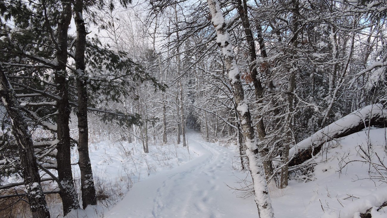 A snow covered path with snowshoe prints.