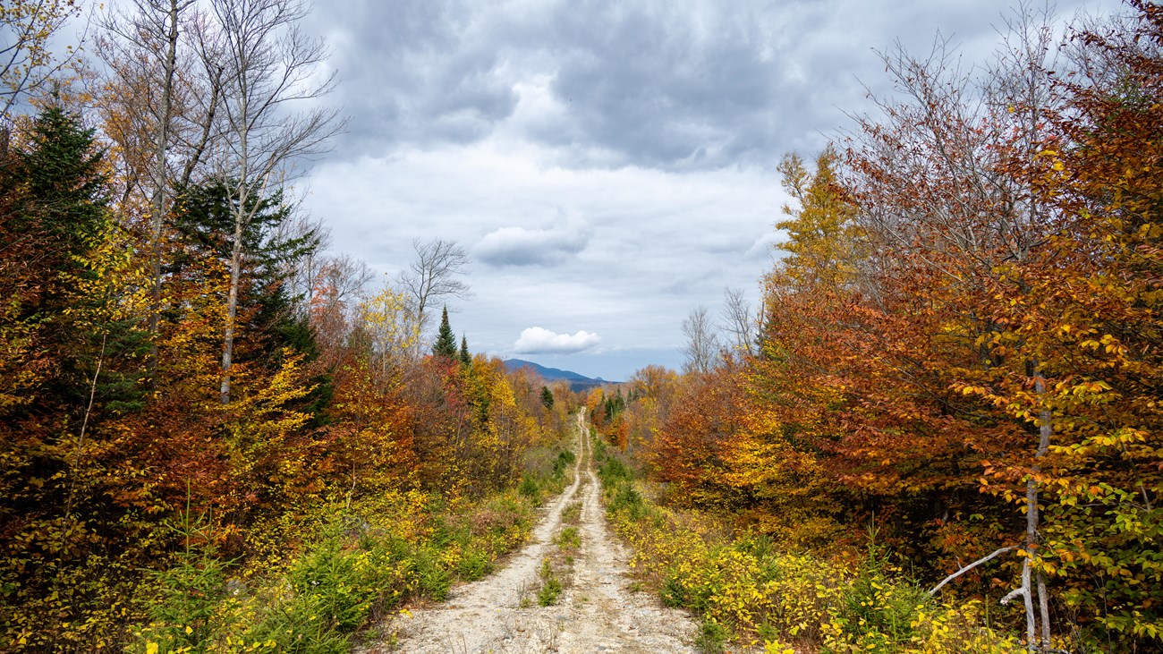 Orange and yellow fall colors on the trees line the double track IAT trail.