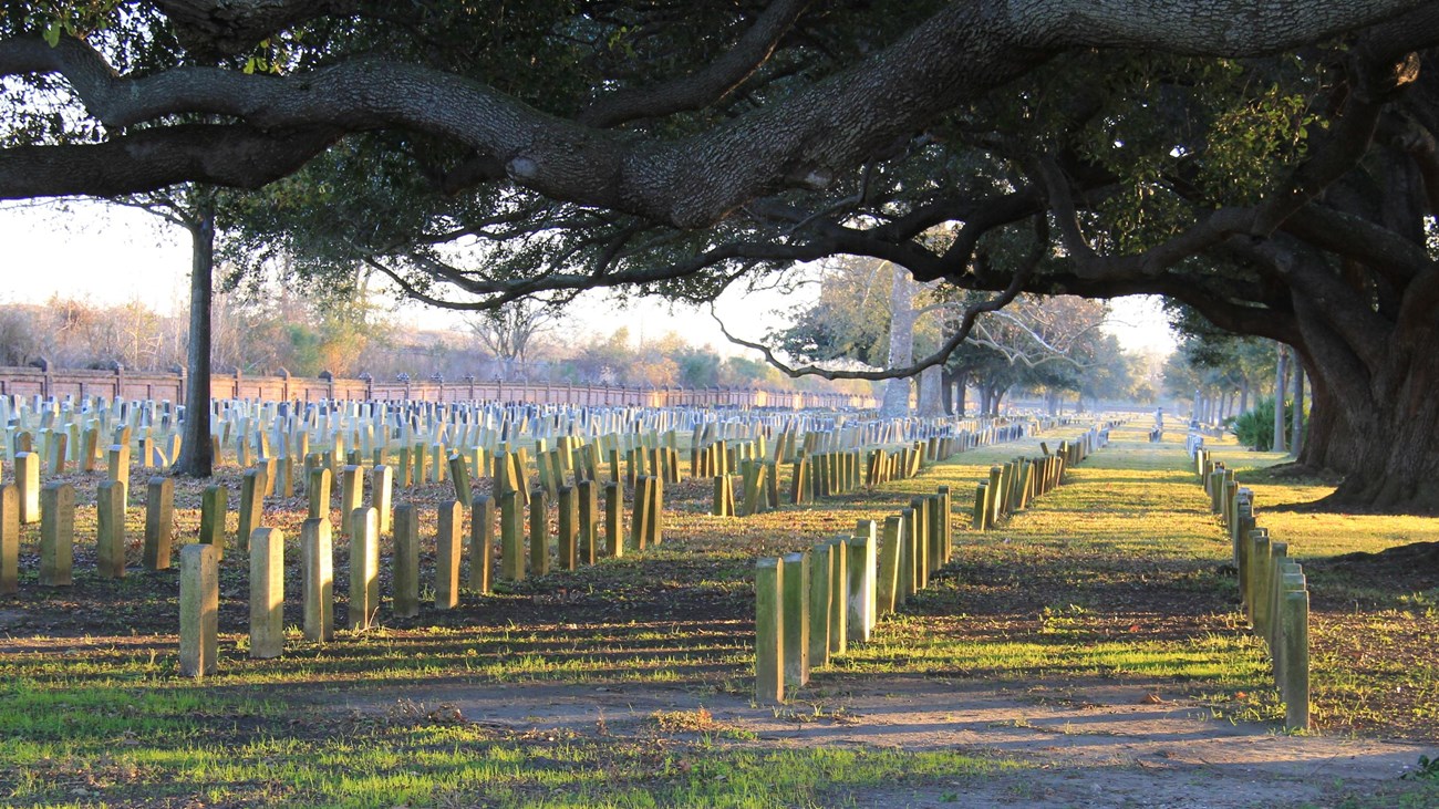 A line of live oak trees stretch over rows of white tomb headstones.