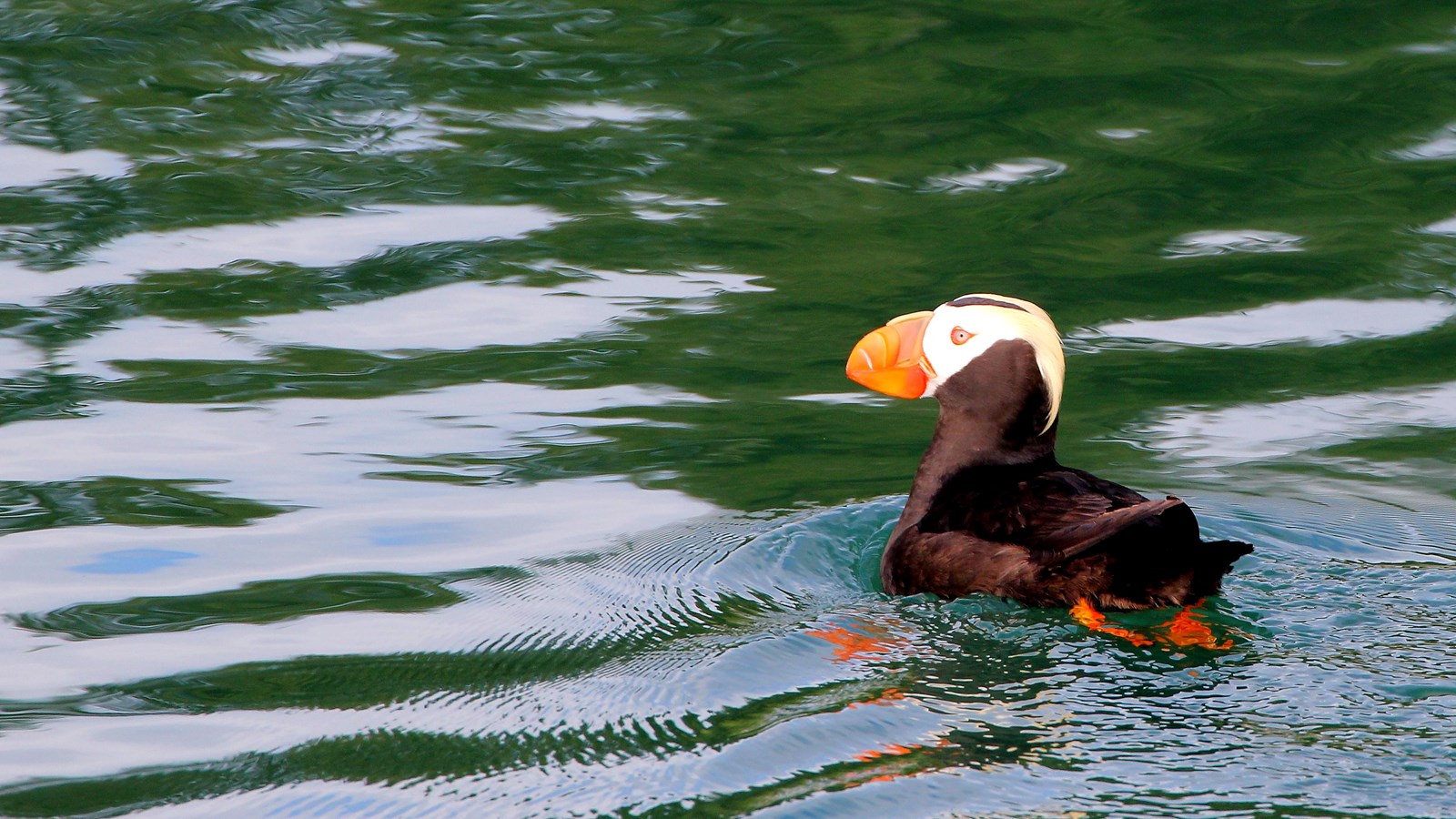 A tufted puffin swimming in dark green water