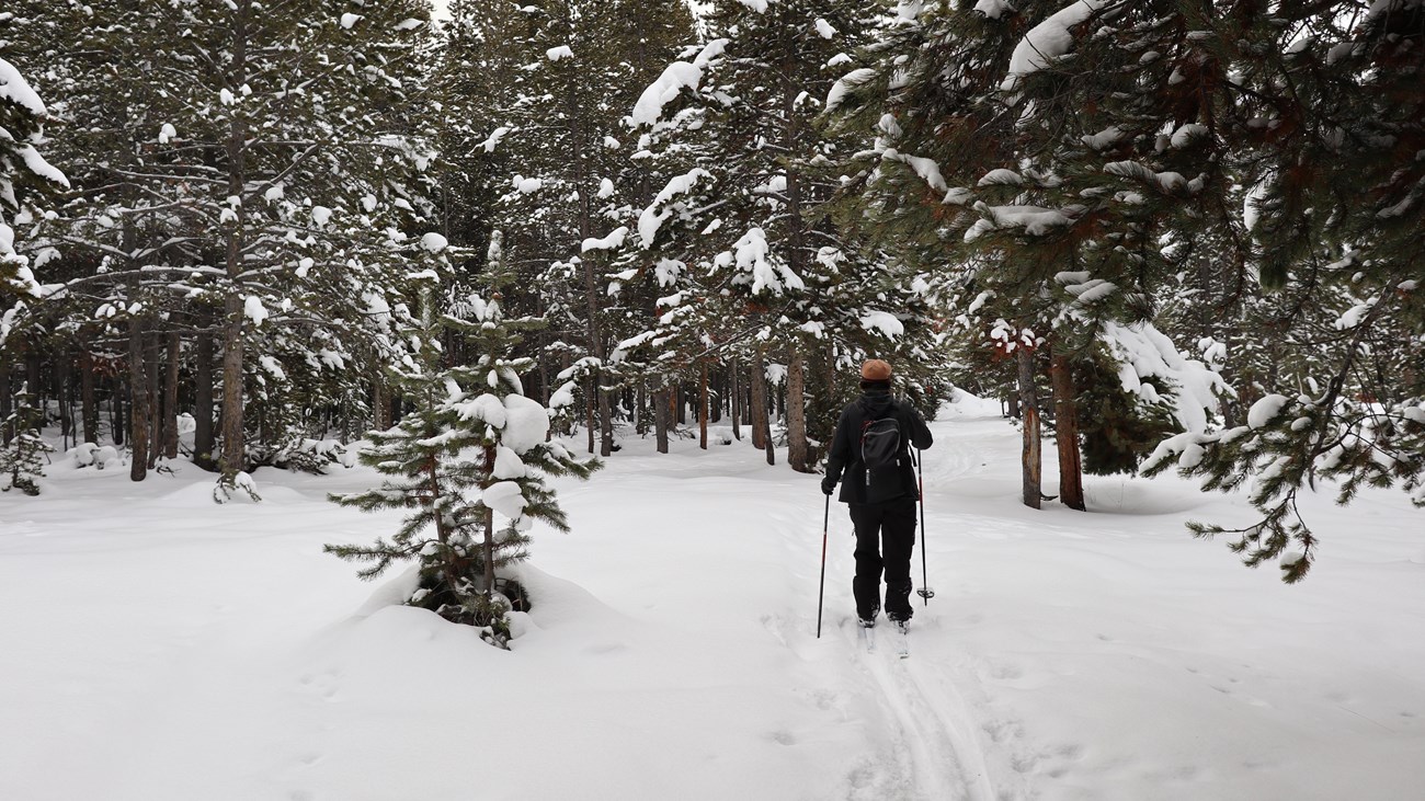A lone skier breaks trail along the Mallard Lake Trail in the forested section near the trailhead.