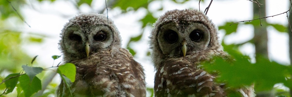 Two juvenile barred owls rest on a tree branch