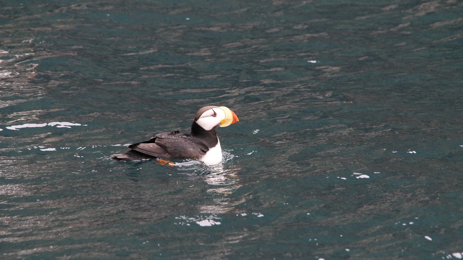 Side view of swimming horned puffin