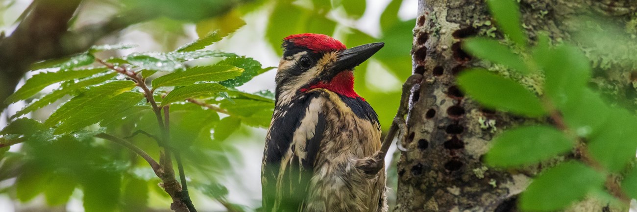 Bird with red head searches for food in tree