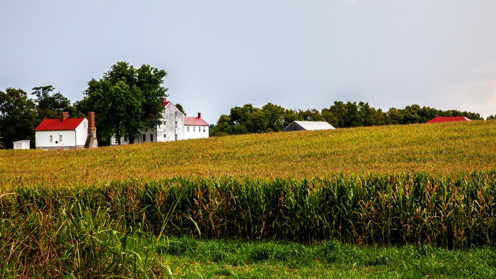 Two farm houses sit on the far end of an open field of corn.