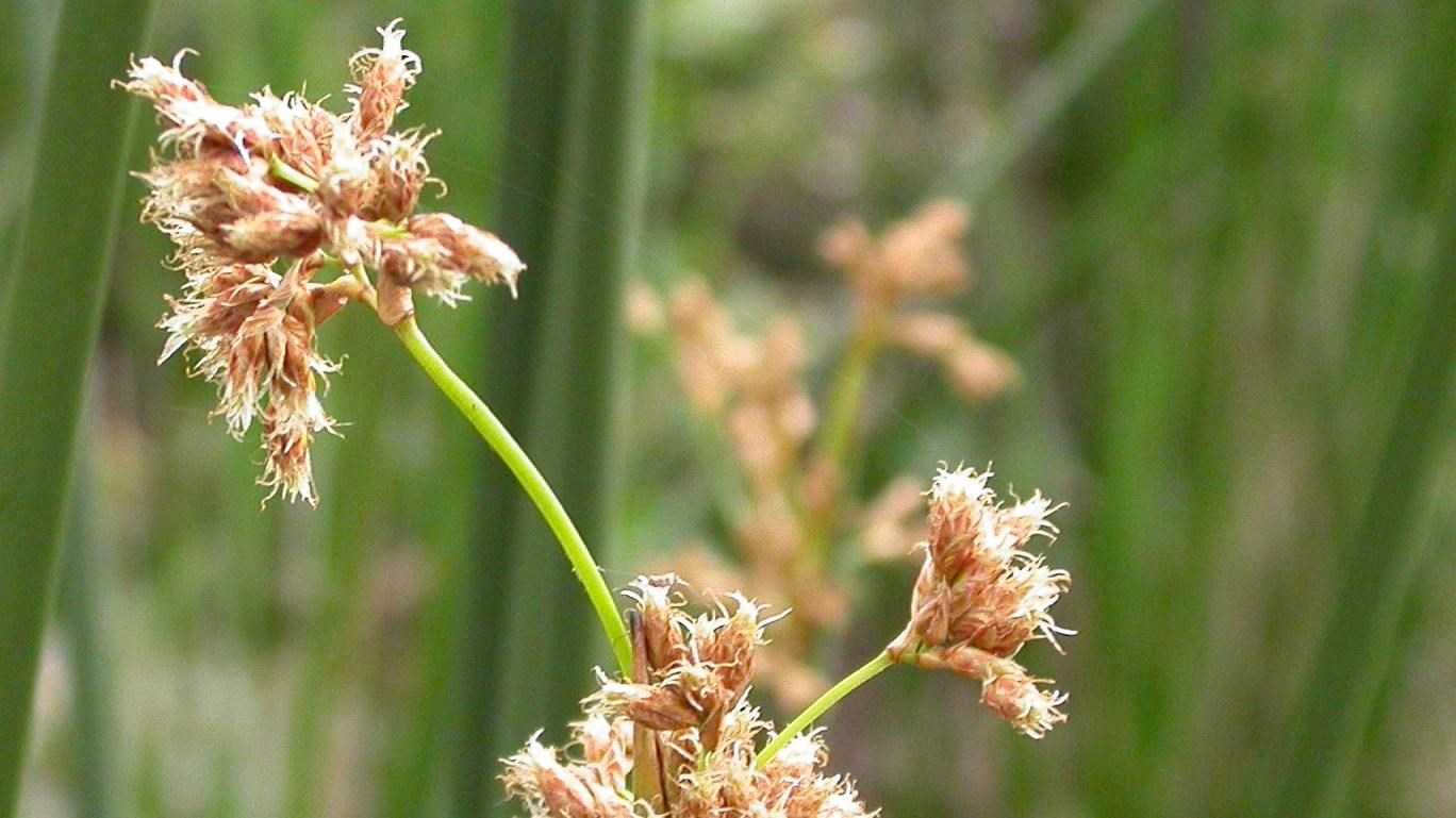 green reed with brown flower
