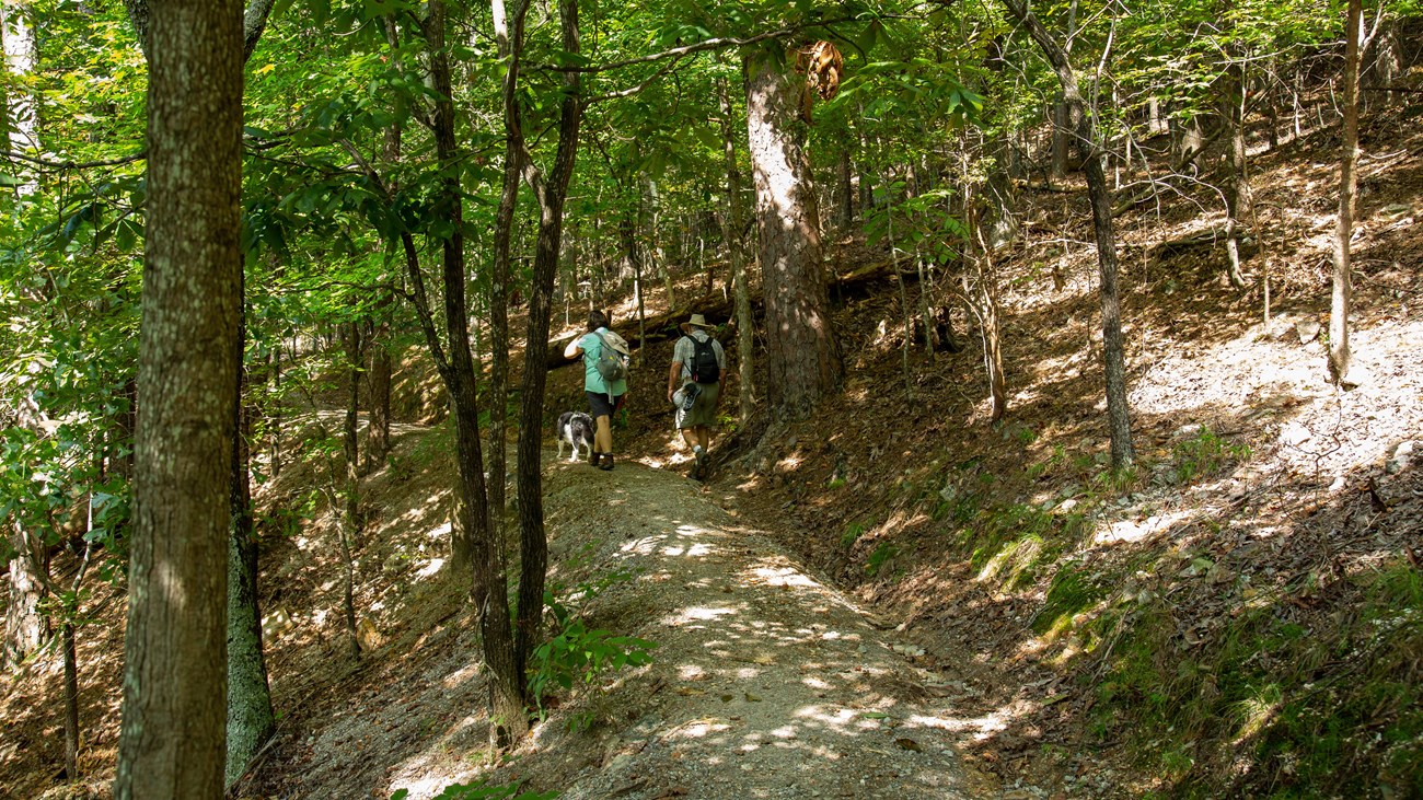 Dirt hiking trail surrounded by dense forrest.