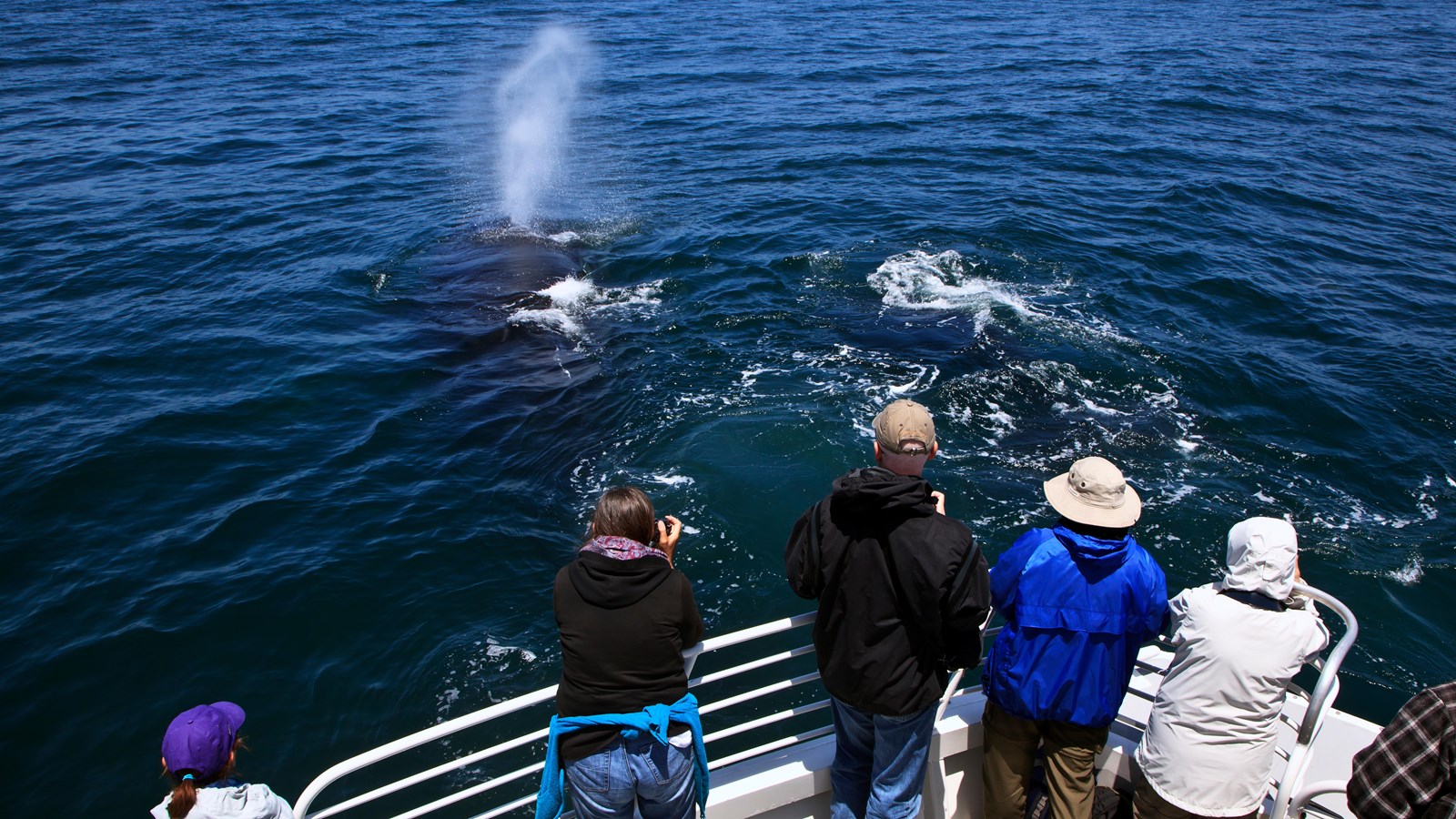 passengers on bow of boat looking at whale