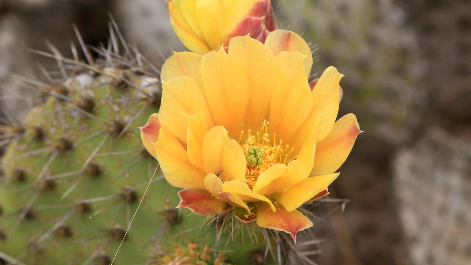 fleshy pad with spines and yellow flower